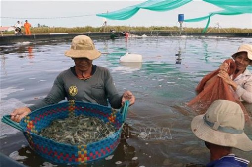 Kiên Giang: Làm bể lót bạt nuôi tôm thẻ dày đặc, dân trúng lớn