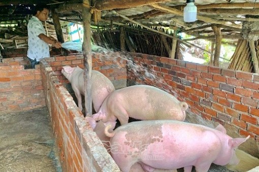 Cà Mau: Thêm ổ dịch tả heo Châu Phi thứ 4