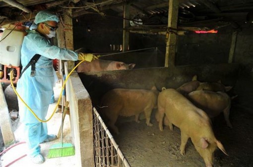 Sóc Trăng tiêu hủy gần 490 con lợn nhiễm dịch tả châu Phi
