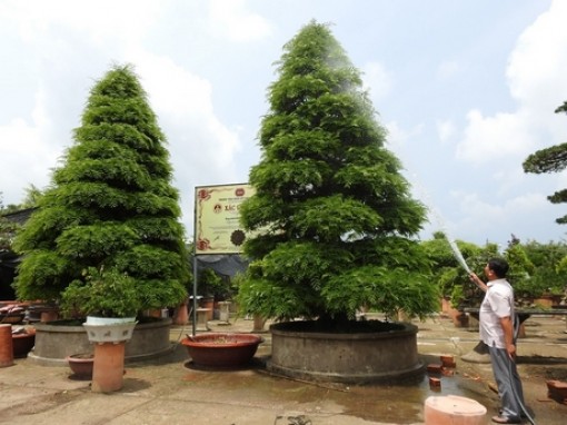 Cặp me kỷ lục ở "vương quốc hoa" miền Tây