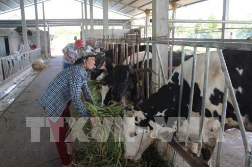 Bến Tre chuyển đổi sản xuất gắn với thích ứng biến đổi khí hậu