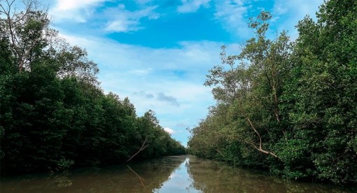 Điều tra dấu hiệu lập quỹ trái phép ở Vườn Quốc gia Mũi Cà Mau