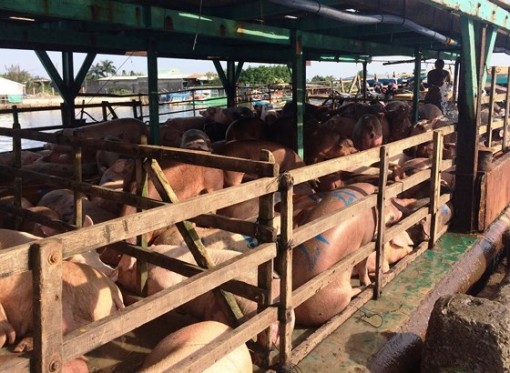 Dịch tả heo châu Phi lan ra các xã đảo ở Kiên Giang