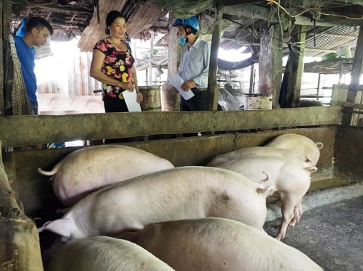 Phòng, chống dịch tả heo Châu Phi theo đặc thù khu vực Tây Nam Bộ