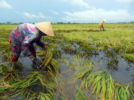 Mưa dầm gây thiệt hại lúa Hè thu