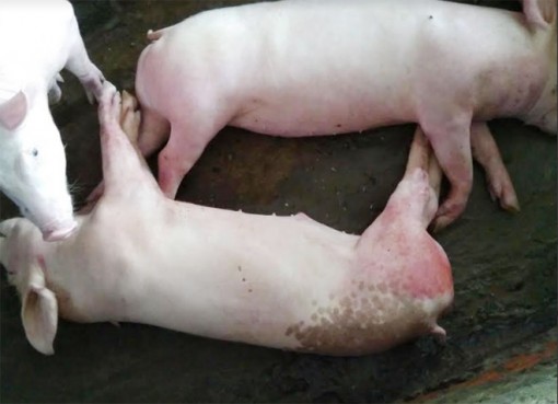 Kiên Giang chi tiền hỗ trợ cho các hộ bị dịch tả lợn châu Phi