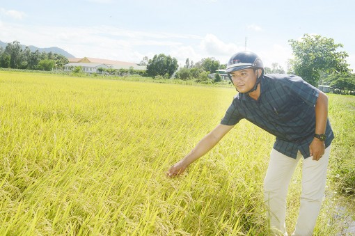 Giá lúa chạm đáy, nông dân “kêu cứu”!