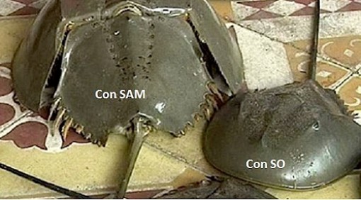 An Giang: Cảnh báo ngộ độc chết người khi ăn nhầm con So biển