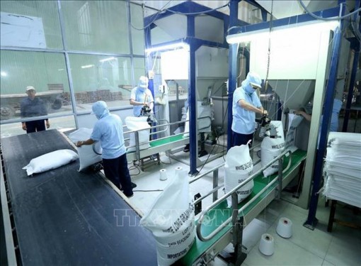 Nhu cầu yếu khiến giá gạo Ấn Độ và Việt Nam đi xuống
