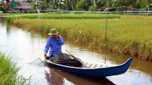 Làm gì để Nghị quyết 120 đưa ĐBSCL “cất cánh“?