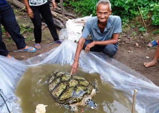 Thả cá thể rùa nặng 34kg ra biển