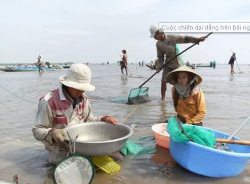 "Cuộc chiến" dai dẳng trên bãi nghêu