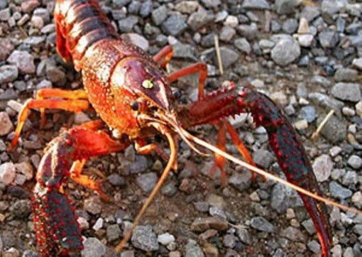 Bến Tre: Tăng cường kiểm soát tôm hùm nước ngọt