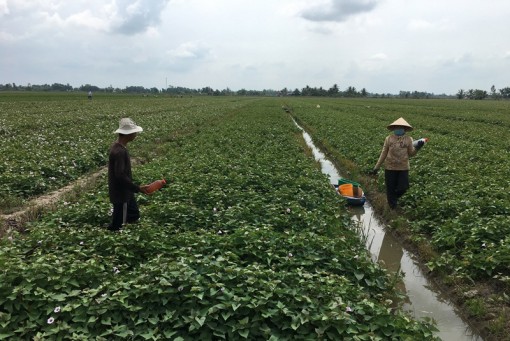 Đồng bằng sông Cửu Long trước thách thức của biến đổi khí hậu