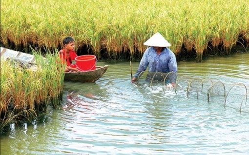 Con tôm đã làm nên chuyện ở đất chín rồng