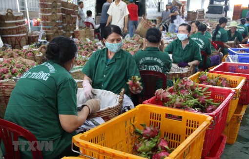 Tiền Giang mở rộng liên kết sản xuất trái cây đặc sản xuất khẩu