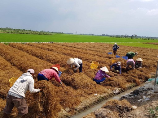 Chuyển dịch cây trồng ở huyện cù lao Chợ Mới