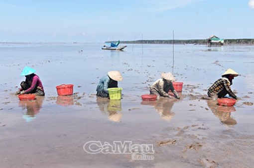 Cà Mau: Có một làng biển mà lại xây nhà sàn và nuôi nhiều dê