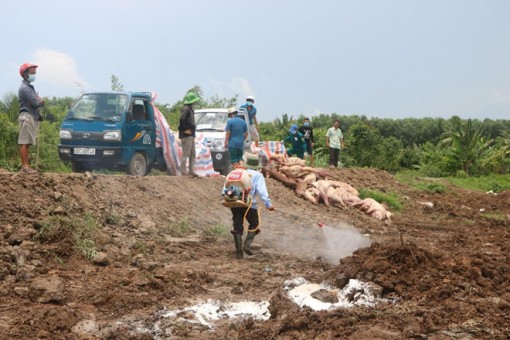 Đồng Tháp căng thẳng 'cuộc chiến' dịch tả lợn châu Phi