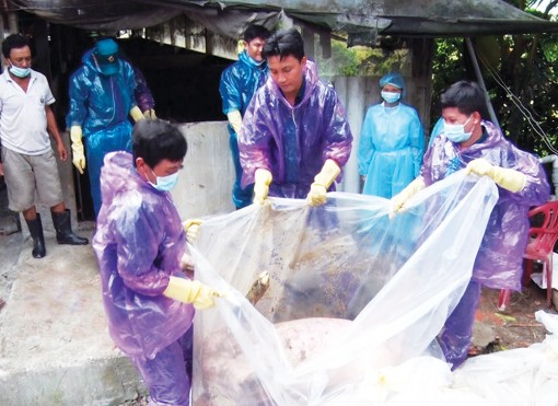 Long Xuyên: Tiêu hủy 635 con heo bệnh
