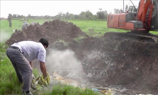 Hướng dẫn tiêu huỷ lợn bị tả châu Phi bằng phương pháp đốt