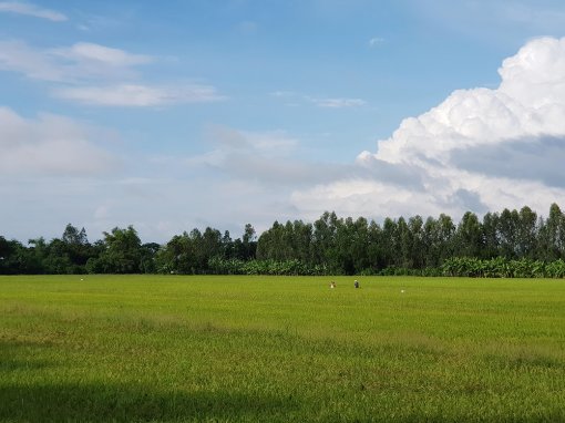 Gỡ khó cho lúa, cá tra