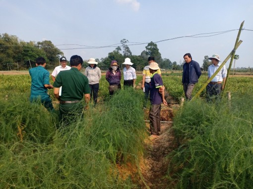 An Giang: Đưa rau "vua" xuống ruộng, 6 tháng bán đã thu 36 triệu