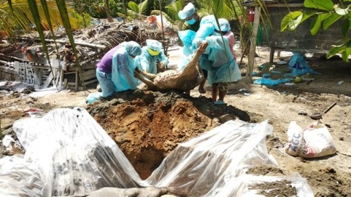 Vĩnh Long đã có 123 ổ dịch tả lợn châu Phi