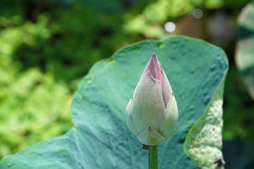 Ngàn đóa sen hồng nở rộ giữa rừng tràm lớn nhất An Giang