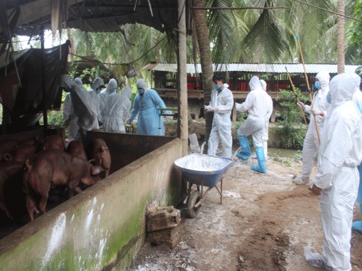 Tiêu hủy 54 con heo bị dịch tả heo châu Phi tại Bến Tre