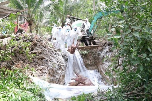 Bến Tre khẩn cấp phòng, chống dịch tả lợn châu Phi