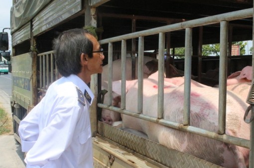 Cần Thơ tiêu hủy 570 tấn lợn mắc bệnh dịch tả lợn châu Phi