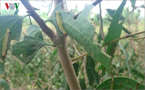 Nhiều diện tích rừng tràm ở Hậu Giang bị sâu ăn lá tấn công