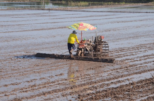 Doanh nghiệp liên kết tiêu thụ lúa, gạo với nông dân