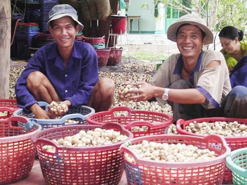 Đẩy mạnh sản xuất và xuất khẩu nấm ở ĐBSCL