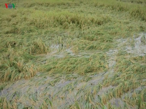 Mưa lớn diện rộng ở Hậu Giang, hàng nghìn ha lúa bị thiệt hại