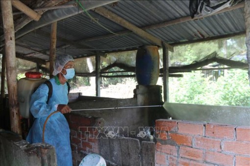 Dịch tả lợn châu Phi tại Trà Vinh diễn biến phức tạp