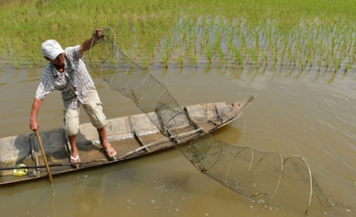 Mối lương duyên con tôm "ôm" cây lúa