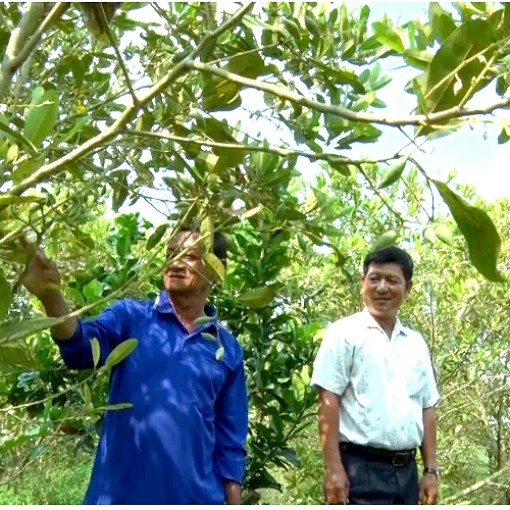 An Giang: Trồng cây hoang dại bán trái chạy như tôm tươi