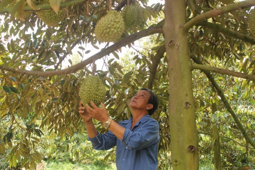 An Giang: Giàu lên nhờ 8ha sầu riêng, cây nào trái cũng đầy cành