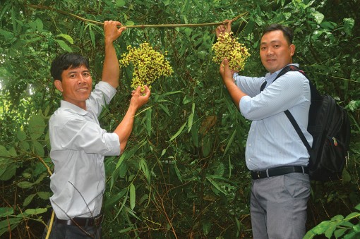 Nho rừng Bảy Núi