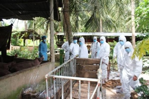 Bến Tre: Phát hiện thêm hai ổ dịch tả lợn châu Phi