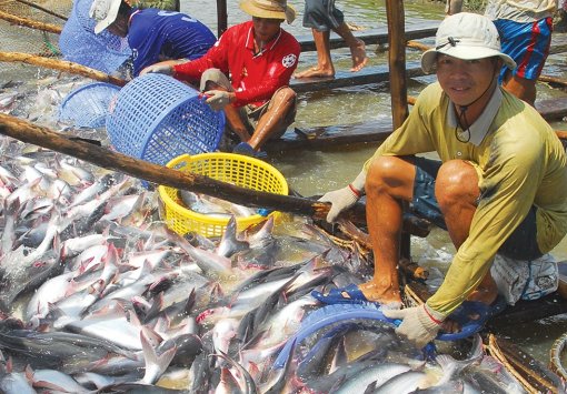 Nguy cơ “mất kiểm soát” của ngành hàng cá tra