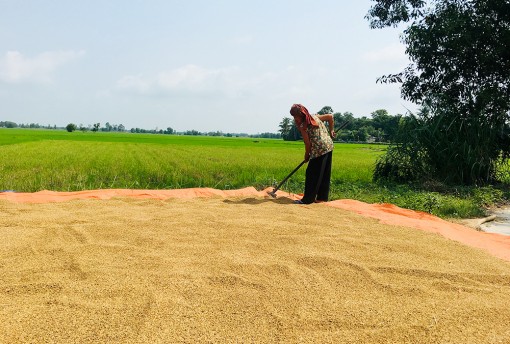 Nông dân xã Núi Tô thi đua phát triển kinh tế