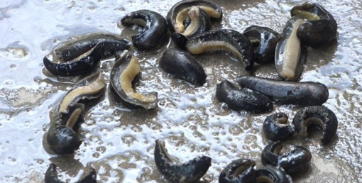 Sinh vật lạ giống đỉa xâm lấn nhà dân