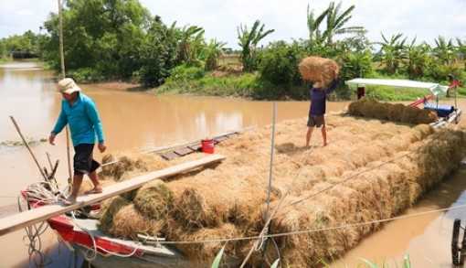 Giá rơm sụt giảm