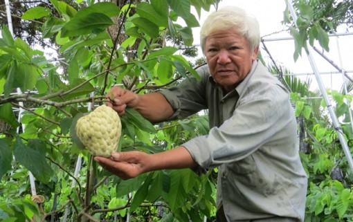 Mê mẩn với vườn mãng cầu dai cho trái "khổng lồ"