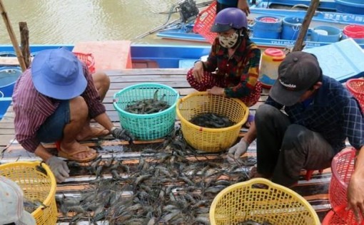 Cà Mau tăng sản lượng tôm, hướng tới kim ngạch xuất khẩu 1,2 tỷ USD