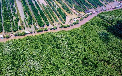 Phát triển kinh tế rừng ở U Minh Hạ