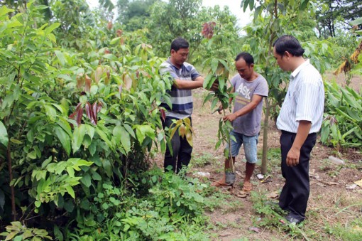 Đột phá của Hợp tác xã nông nghiệp Long Bình